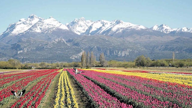 Como alfombras. Hileras cromáticas de 27 colores de tulipanes pintan el paisaje de Trevelin, amparado por la cadena montañosa.