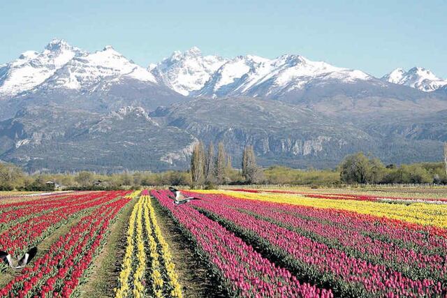 Como alfombras. Hileras cromáticas de 27 colores de tulipanes pintan el paisaje de Trevelin, amparado por la cadena montañosa.