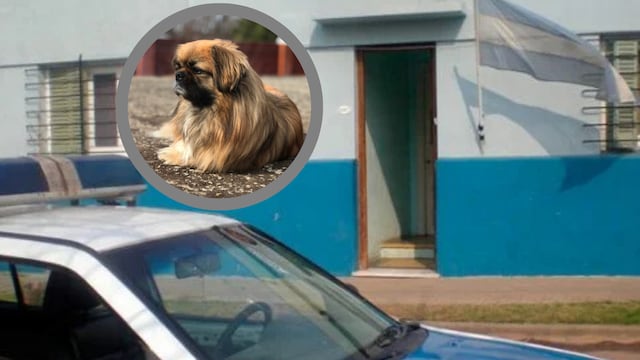 Lo había denunciado por violencia y él le mató el perro