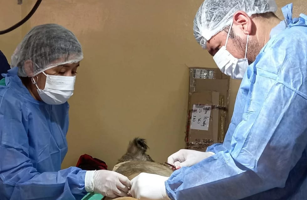 Este sábado hay una jornada extraordinaria para vacunaciones y castraciones de mascotas