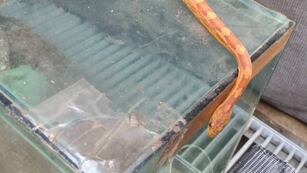 Encuentran 172 arañas, un escorpión y una serpiente en una casa de Córdoba. Sería un caso de tráfico de fauna (Gendarmería Nacional).