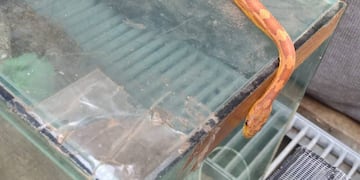 Encuentran 172 arañas, un escorpión y una serpiente en una casa de Córdoba. Sería un caso de tráfico de fauna (Gendarmería Nacional).