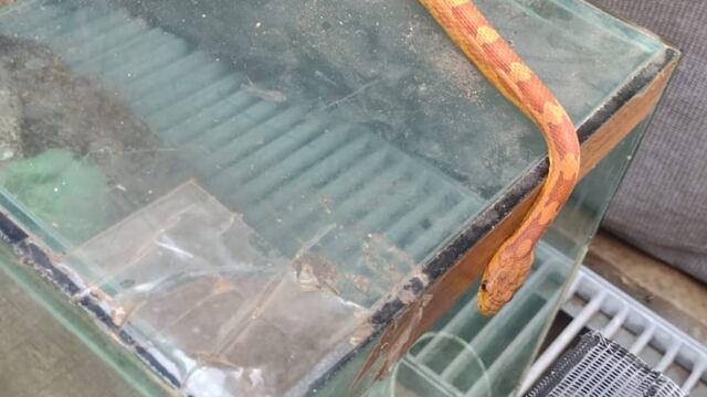 Encuentran 172 arañas, un escorpión y una serpiente en una casa de Córdoba. Sería un caso de tráfico de fauna (Gendarmería Nacional).