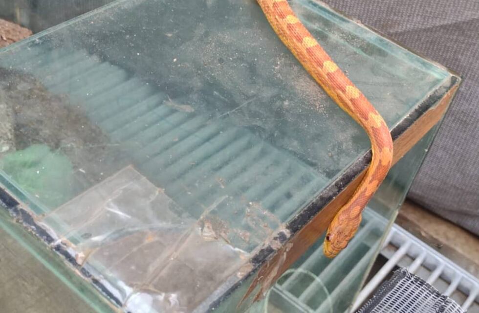 De terror: allanaron una casa en Córdoba y encontraron más de 170 arañas