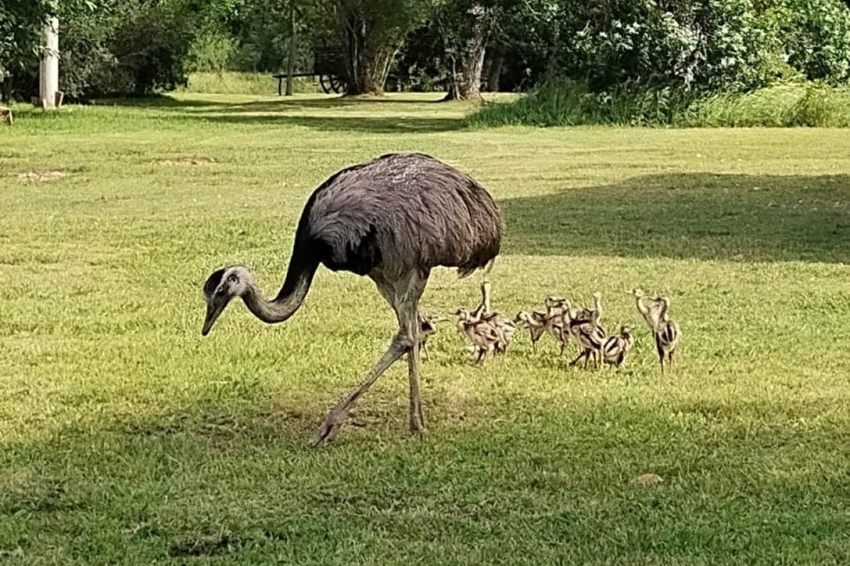Ñandu: nacimiento de charitos.