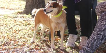 En el día del animal, varios departamentos celebran el día de los peludos de las casas.