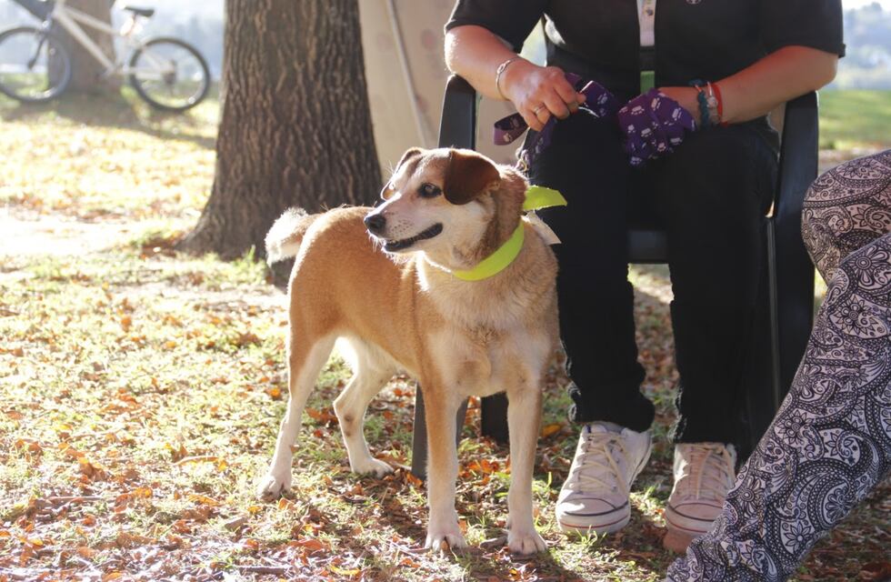 Día del animal: actividades en Mendoza para hacer con las mascotas en su día