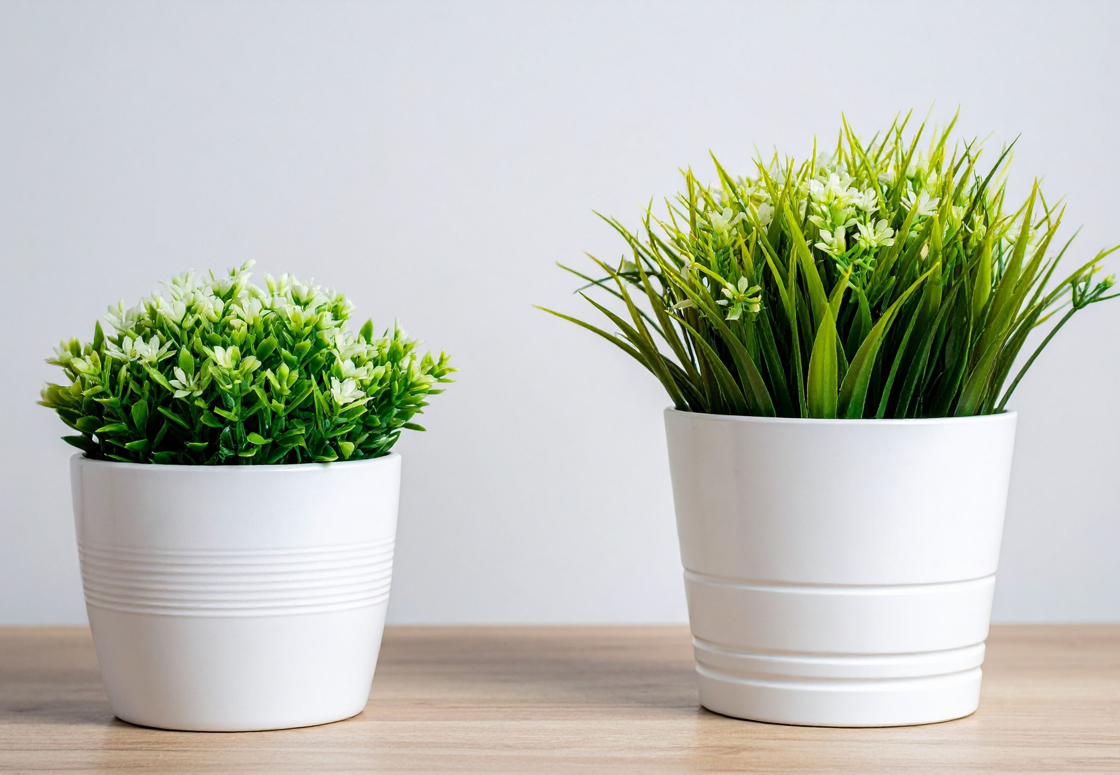 plantas