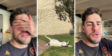 Grabó a su perro en una pose extraña y el video tentó de risa a todo TikTok: “Se ha bugueado”