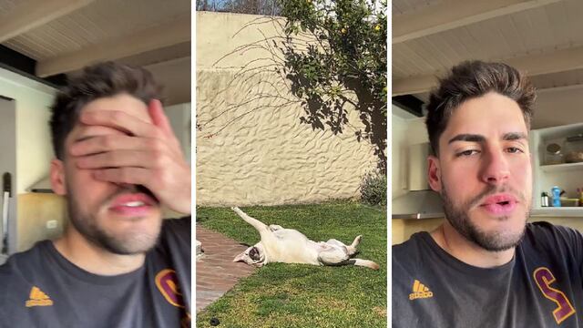 Grabó a su perro en una pose extraña y el video tentó de risa a todo TikTok: “Se ha bugueado”