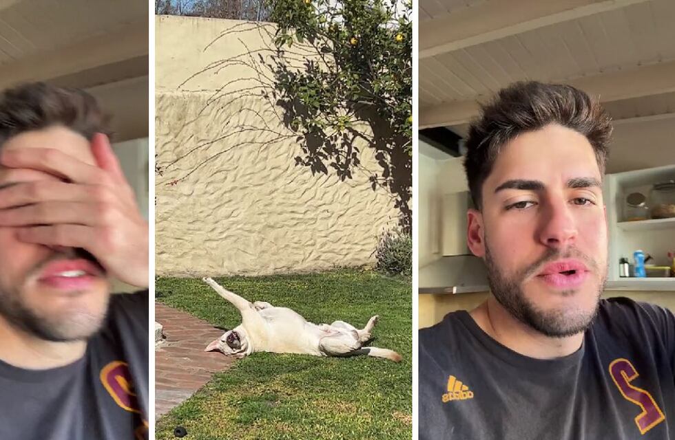 Grabó a su perro en una pose extraña y el video tentó de risa a todo TikTok: “Se ha bugueado”