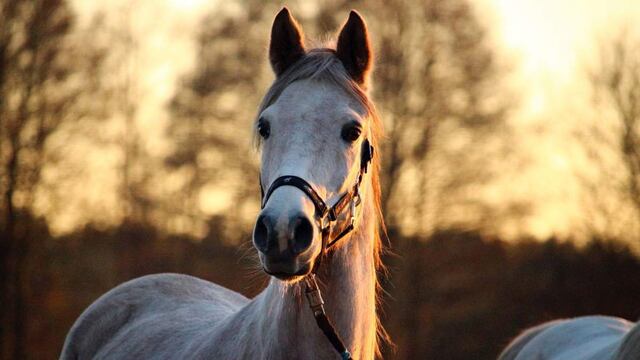 Caballos.
