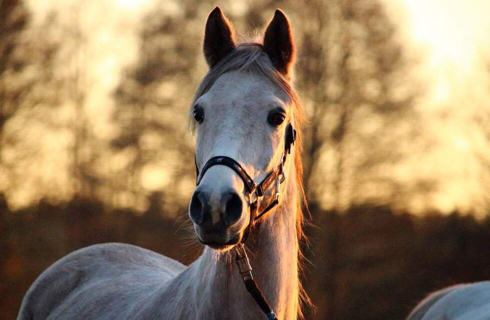 Ushuaia: recuerdan las ordenanzas por el cuidado responsable de equinos