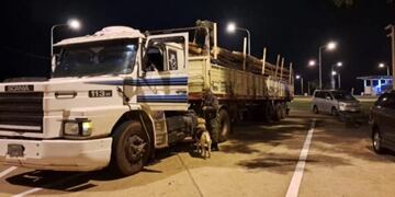 Posadas: interceptan contrabando de marihuana oculto en un camión de eucaliptos.