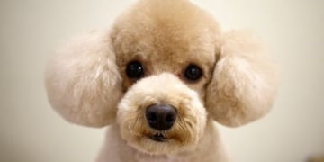 El inesperado encuentro grabado en la provincia de Córdoba.