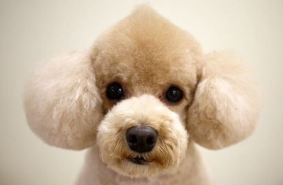 “Están pendejos los caniches”: la inesperada reacción de un animal en el noroeste de Córdoba