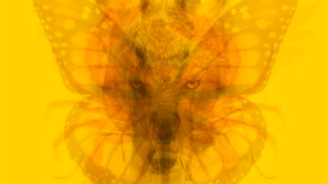 ¿Qué animal ves primero? Descubrí los principales rasgos de tu personalidad.