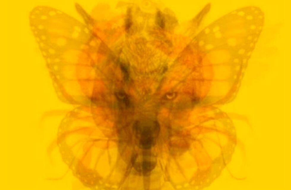 Desafío viral: ¿Qué animal ves primero? La respuesta revela tu personalidad