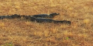Yacarés se refugian de los incendios en un patio en Corrientes.