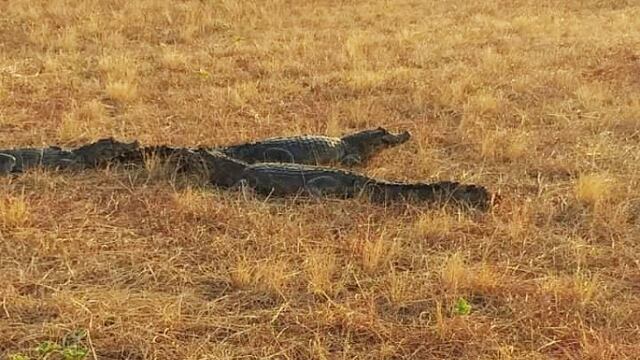 Yacarés se refugian de los incendios en un patio en Corrientes.