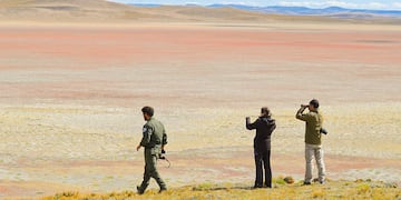 La Secretaría de Ambiente realizó el censo de cauquenes colorados