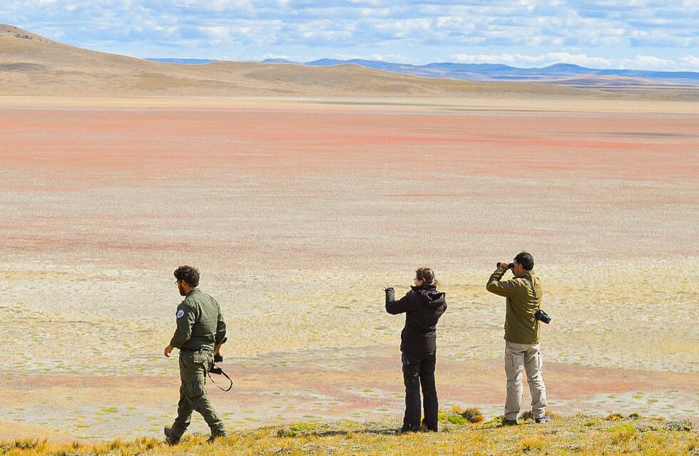 La Secretaría de Ambiente realizó el censo de cauquenes colorados