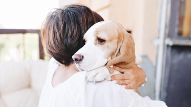 Un perro lloró de la felicidad al ser alimentado por un extraño. Foto: Freepik.