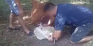 Wanda: preocupación tras la muerte de una vaca presuntamente por rabia.