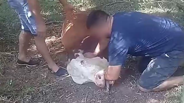 Wanda: preocupación tras la muerte de una vaca presuntamente por rabia.