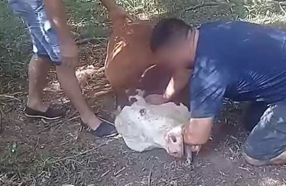 Wanda: preocupación tras la muerte de una vaca presuntamente por rabia