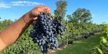 Uvas producidas en Gualeguaychú
