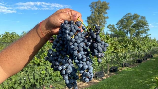 Uvas producidas en Gualeguaychú