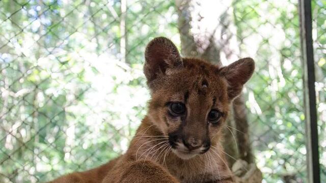 Refugio de Animales Silvestre Güirá Oga. Foto: Misiones Online