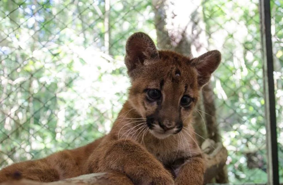 Refugio de Animales Silvestre de Puerto Iguazú recibirá suministros e insumos médicos
