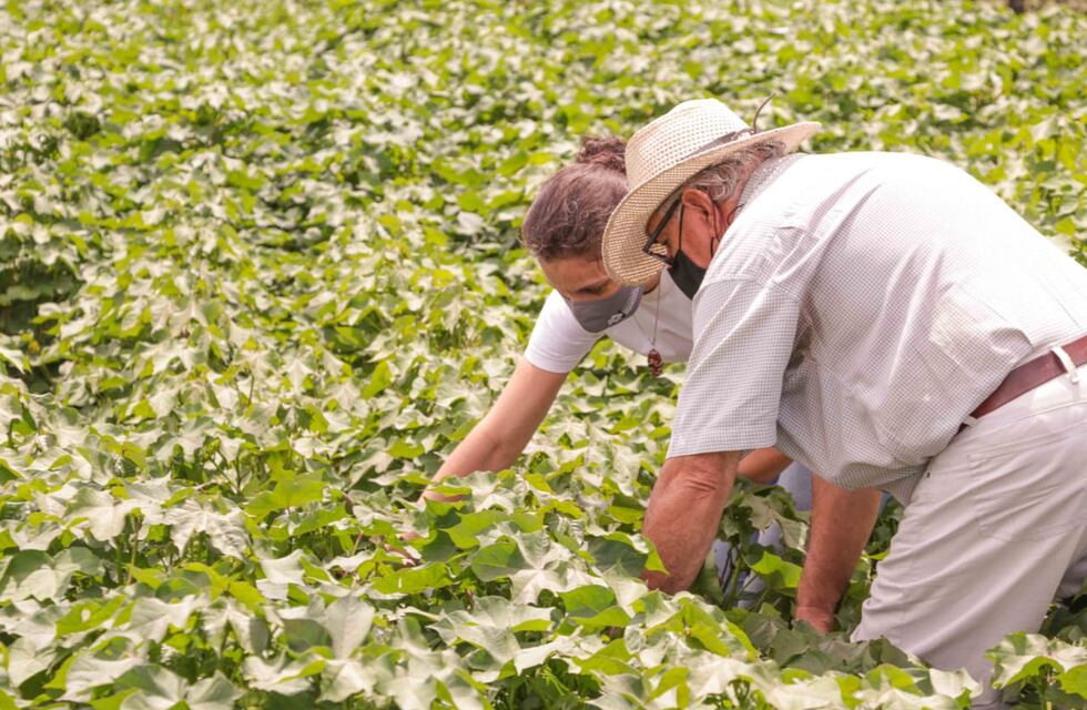 Chaco vuelve a ser potencia en producción algodonera
