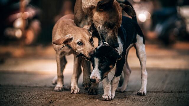 Argentina es el país de América Latina con más animales de compañía (perros y gatos) por habitante.