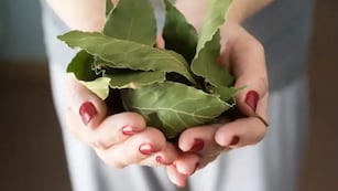 El ritual que no falla: Por qué recomiendan colgar laurel en la puerta de entrada