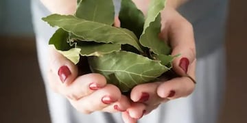 El ritual que no falla: Por qué recomiendan colgar laurel en la puerta de entrada