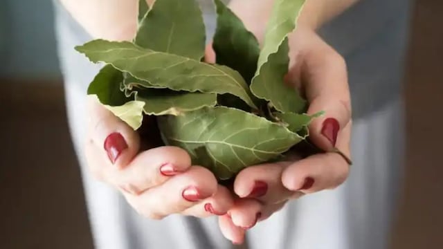 El ritual que no falla: Por qué recomiendan colgar laurel en la puerta de entrada