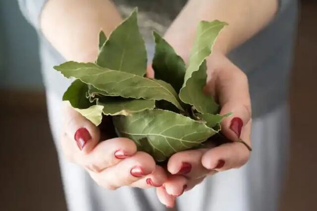 El ritual que no falla: Por qué recomiendan colgar laurel en la puerta de entrada