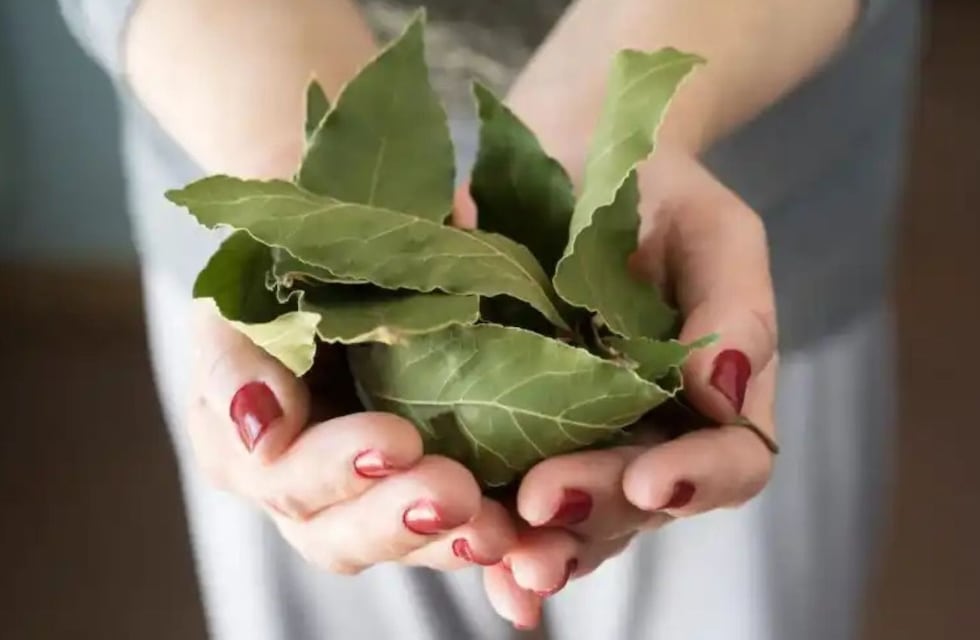 El ritual que no falla: para qué sirve colgar laurel en la puerta de entrada
