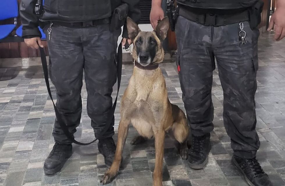 Video: el trabajo de una perra policía fue clave para la detención de un delincuente en Río Cuarto
