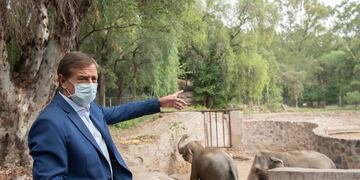 El gobernador realizó una visita al Ecoparque y observó parte del entrenamiento de las dos elefantas que serán llevadas a Brasil. Gentileza Gobierno de Mendoza