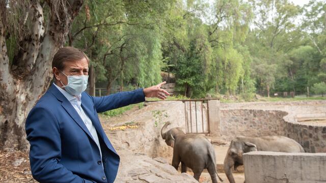 El gobernador realizó una visita al Ecoparque y observó parte del entrenamiento de las dos elefantas que serán llevadas a Brasil. Gentileza Gobierno de Mendoza