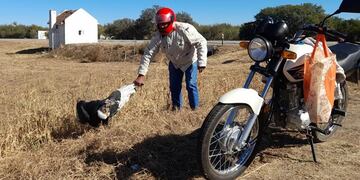 Una pareja de motociclistas frenó en la ruta y cargaron al animal, para intentar llevarlo a una veterinaria.