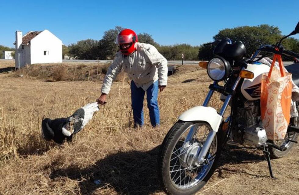El cóndor rescatado en Córdoba tiene heridas de bala y no podría volver a volar