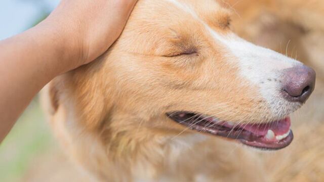 Una carnicería de Corrientes tuvo un tierno gesto con los perritos y se volvió viral.