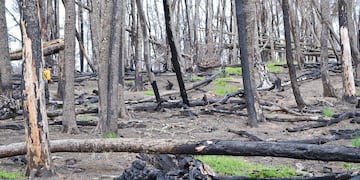 Rige una alerta amarilla por incendios forestales en Tierra del Fuego