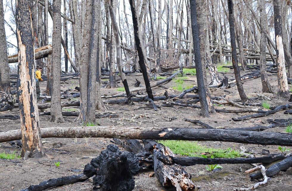 Rige una alerta amarilla por incendios forestales en Tierra del Fuego