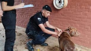 IMÁGENES SENSIBLES| Rescatan a un pitbull que era arrastrado desde un  auto en movimiento en Dos de Mayo.